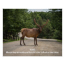 Search for greeting card art Wildlife