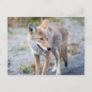 Search for coyote postcards Yellowstone