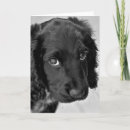Search for spaniel cards White