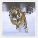Search for tiger animal print stickers Snow