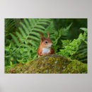 Search for red squirrel art Forest