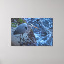 Search for heron canvas prints Feathers