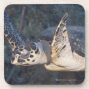 Search for turtle barware Reef