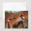 Search for horse sports postcards Animal