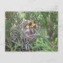 Search for mocked postcards Wildlife