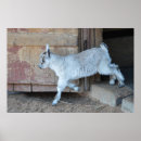 Search for goat posters Rural