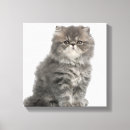 Search for persian canvas prints Cats