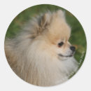 Search for body image stickers Dwarf spitz