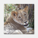 Search for lioness magnets Safari
