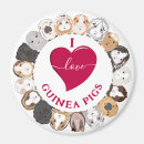 Search for guineas magnets For kids