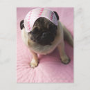 Search for eye mask Domestic animals