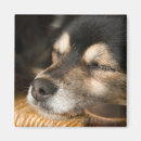 Search for dog sleeping magnets Indoors