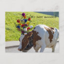 Search for cattle postcards We have moved