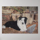 Search for border collie posters Farm dogs