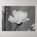 Search for white bloom posters Flowers
