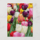 Search for spring flowers postcards Pink