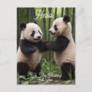 Search for panda postcards Bamboo
