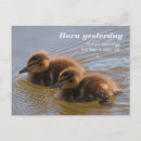 Search for duckling postcards Cute animals