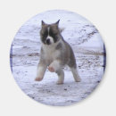 Search for akitas magnets Puppy