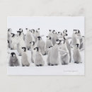 Search for aptenodytes postcards Wildlife