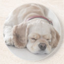 Search for dog sleeping barware Animal