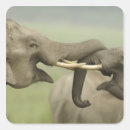 Search for tusk stickers Wildlife