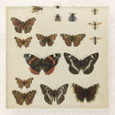 Search for insect glass coasters Animals