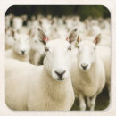 Search for sheep coasters Field