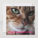 Search for bengal cards Cat