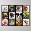 Search for cute and funny animal pictures posters Pets