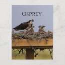 Search for ospreys postcards Nest