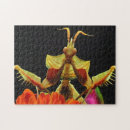 Search for praying mantis puzzles Entomology