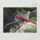 Search for nature scene postcards Insect