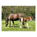 Search for cute foals posters Mare