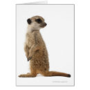 Search for suricates postcards Colour image