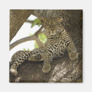 Search for leopard spots magnets Panthera pardus