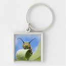 Search for caterpillar key rings Animal