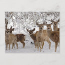 Search for mule deer postcards Snow