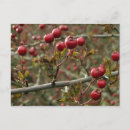 Search for november postcards Botanical