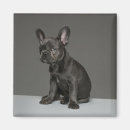 Search for bulldog magnets Young animal