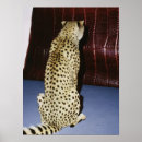 Search for cheetah art Aesthetic