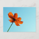 Search for single flower postcards Beautiful