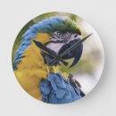Search for blue parrot clocks Parrots