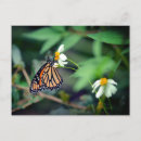 Search for vintage butterfly postcards Floral