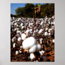 Search for cotton art Field