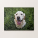 Search for golden retriever puzzles Dogs