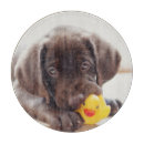 Search for labrador chopping boards Cute baby animal
