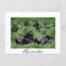 Search for mountain gorilla cards Primate