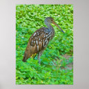 Search for swamp posters Birds