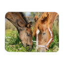 Search for colts magnets Foal